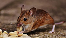 24 Hour & Emergency Exterminators in Randolph Center, VT